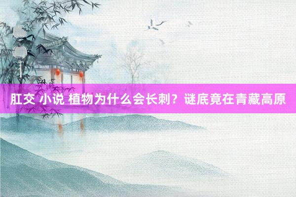 肛交 小说 植物为什么会长刺？谜底竟在青藏高原